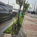 얼렁오시개 | 안산 애견유치원 내돈내산 이용후기(얼렁오시개)