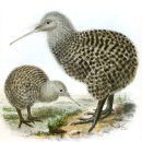 미주진로(아) | 부산대연동술집 키위 KEWE 미즈타기 음식 분위기 솔직 후기