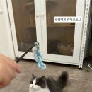 캠핑고양이 네이버블로그