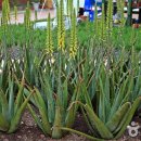 알로에테마파크 이미지