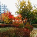 부평공원 Daum카페