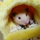 찍 이미지