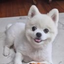 대한견식 이미지