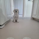 호키소프트 이미지