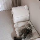 아우스리푸 | 아우스리푸 인포멀 하우스 사용후기 (+스퀘어 베딩세트)