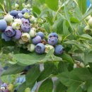 아부지농장 이미지