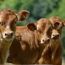 소 이야기 이미지