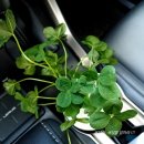 김혜경 여사 한복 대히트! 데일리안 마저 &#34;사진 요청 쇄도!&#34; 블룸버그 &#34;한국 주식, 선진국 진입&#34; 김건희 우울증에 국힘 &#34;국모&#34;ㅋ 박 이미지