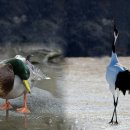 학(鶴)의 다리가 너무 길어도, 오리(鳧) 다리가 너무 짧아도 볼썽사납다 !! 이미지