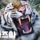 팀타이거짐 이미지