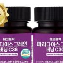 에코홀릭