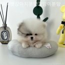 마이펫 강아지분양 고양이분양 대구점 | 대구강아지분양 마이펫강아지분양고양이분양 대구점 전문적이고 체계적인 분양처