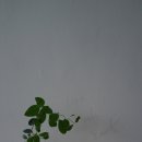 미모사세탁소 이미지