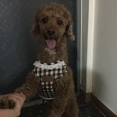 펫엘도라도 이미지