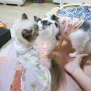 강생이꼬까