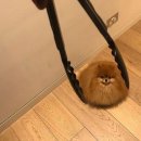 못된강아지 이미지
