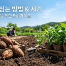 대전원예농협228호 | 고구마 모종 심는 시기 및 방법 종류별 가격 정리