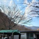 산내제일주유소 | 영남알프스 울산 언양 벚꽃캠핑 배내골 캠핑장 산책로 (2022.4.2-3.토-일)