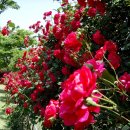 장미별장 이미지