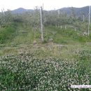 클로바농장 이미지