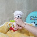 고려애견샵 이미지