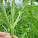 영부농장 이미지