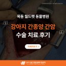 고리메디칼 | 목동 동물병원 강아지 간종양 간암 수술 치료 후기