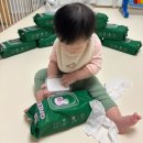 그린환경 | 베베드피노 아임그린 생분해 친환경 물티슈 체험 후기✍🏻