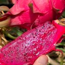 용화농장 이미지