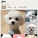 펫 탑 클래스 Daum카페