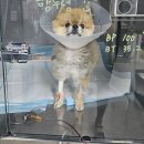 마루동물병원 | 전주에서 믿고 찾는 마루동물병원 소개🌟