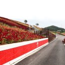 섬 맨드라미 축제 이미지