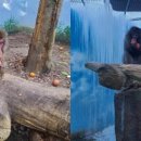 낙타와돌고래 이미지