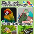 포켓애니멀 이미지