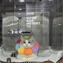 제주 고양이 집사님들 병원 후기 공유해요~~야용^^ 이미지