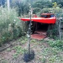 왕보리수묘목심고 3개월후 이미지