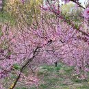 이문장여관 | 春夜宴桃李園序(춘야연도리원서)/李白(이백)