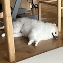 헤아림 동물병원 | [육견일기] 포도가 동물병원에 오랜만에 간 날 / 거제 아주동 헤아림동물병원