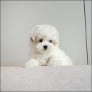 라운지펫 이미지