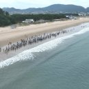 완도1호 이미지