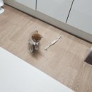 낭창한 강아지 이미지