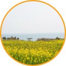 01-107 동구 | 울산 슬도 유채꽃 명소 4월 울산 여행 코스 가볼만한곳