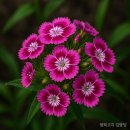패랭이꽃 이미지