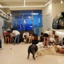 해피치 애견카페 이미지