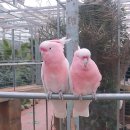 경주버드파크 이미지