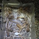 마검포레져하우스가족독채수영장 이미지