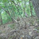 칠보산 등산로 이미지