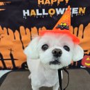 밀리아 펫살롱 이미지