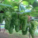 옥기농장 이미지