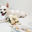 재화애견수제간식 | [강아지간식 추천]강아지 영양간식,기호성 좋은 애견수제간식